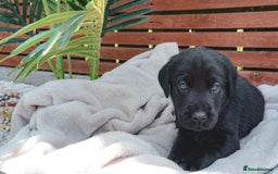 Labrador Retriever dogs for sale: KC Registered Black and Chocolate Labradors - Image 16