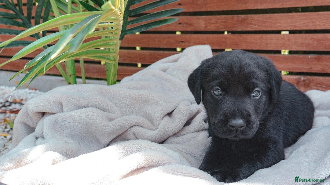 Labrador Retriever dogs for sale: KC Registered Black and Chocolate Labradors - Image 16