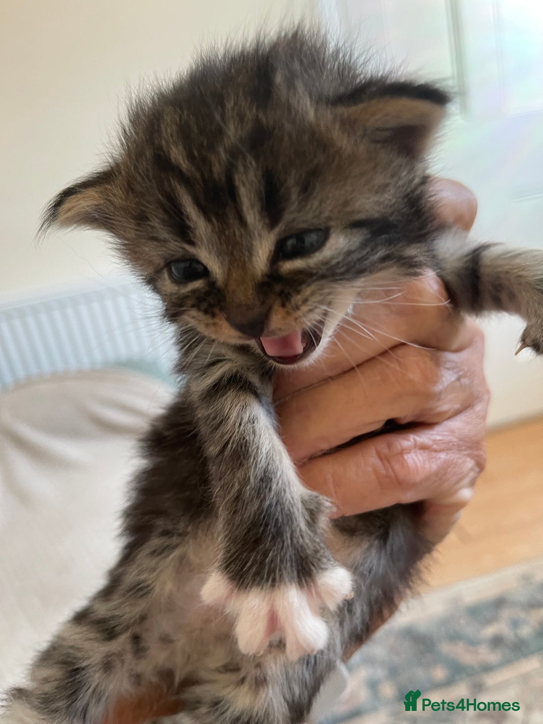 British Shorthair cats for sale: Gorgeous kittens - Image 4