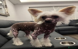 Chinese Crested dogs for sale: Chinese crested (DOG) - Image 2