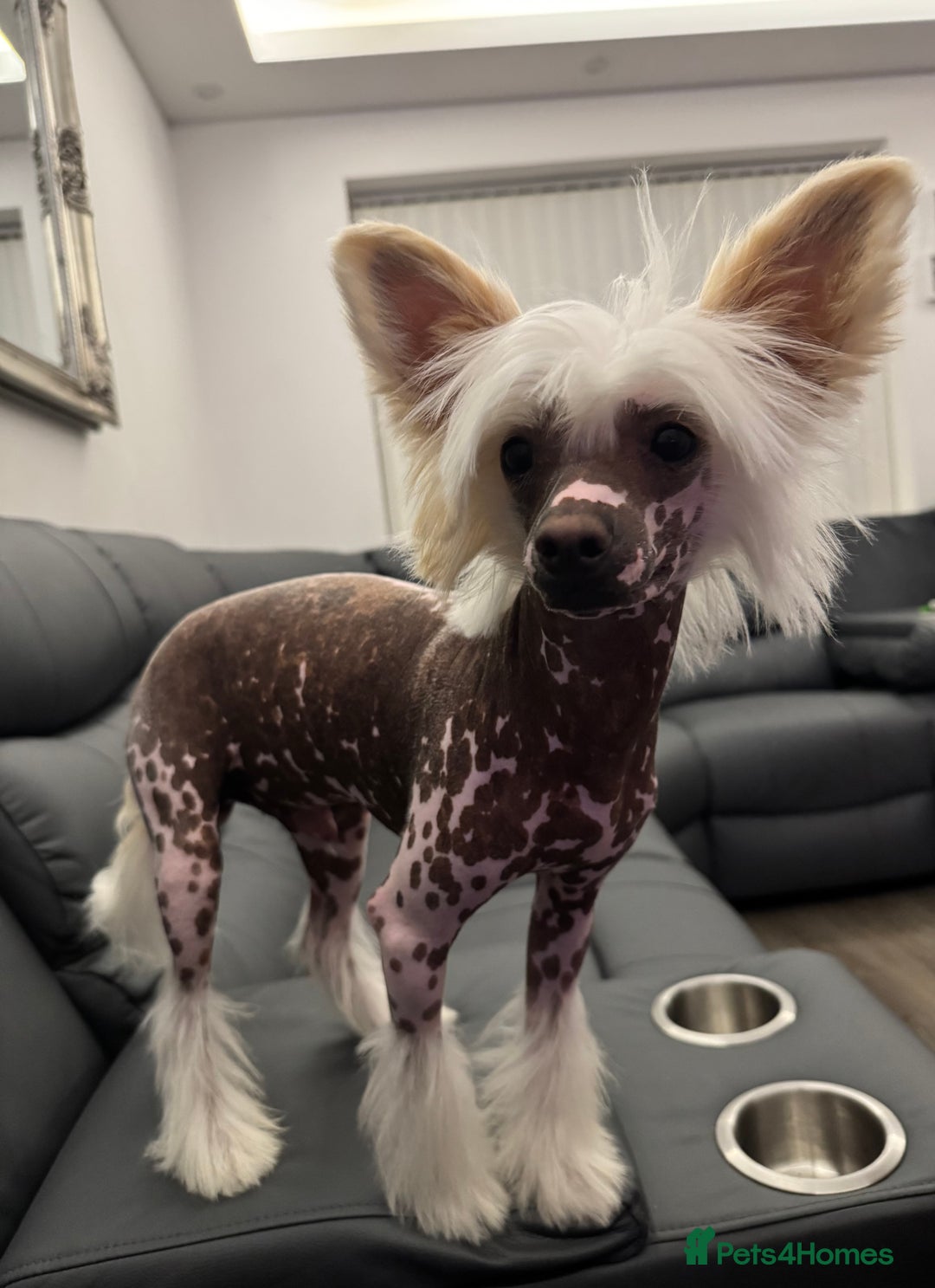 Chinese Crested dogs for sale: Chinese crested (DOG) - Image 2