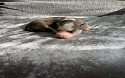 Siberian Husky dogs for sale: 2 stunning Siberian husky puppies for sale - Image 15