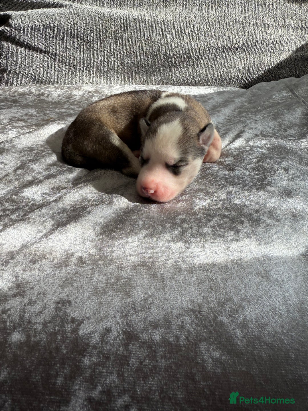 Siberian Husky dogs for sale: 2 stunning Siberian husky puppies for sale - Image 15