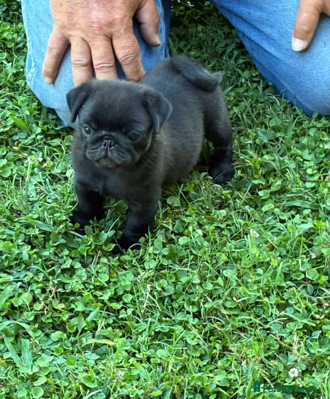 Pug dogs for sale:  Forever family pug puppies. in Bradford - Advert 12