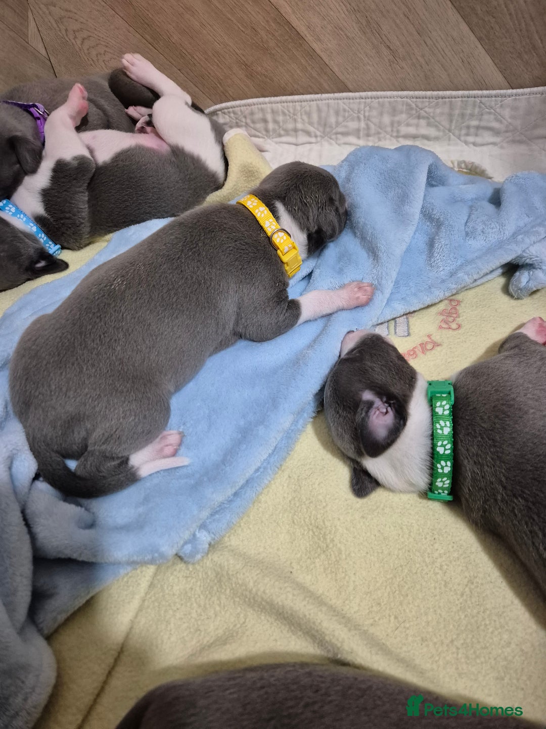Whippet dogs for sale: Stunning KC Registered Blue Whippet Puppies - Image 24