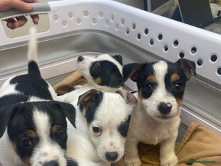 Jack Russell dogs Short leg pure bred jacks Russel original type . - Advert 18