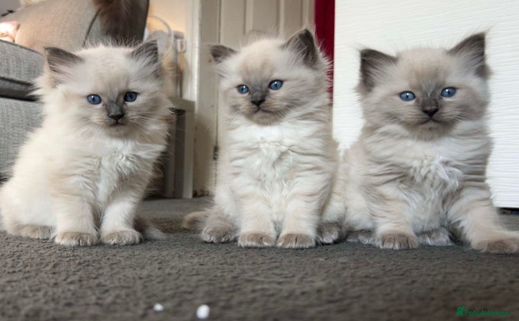 Ragdoll cats - Advert 1