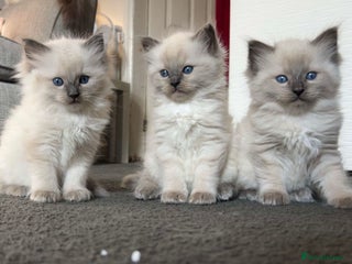 Ragdoll cats - Advert 19