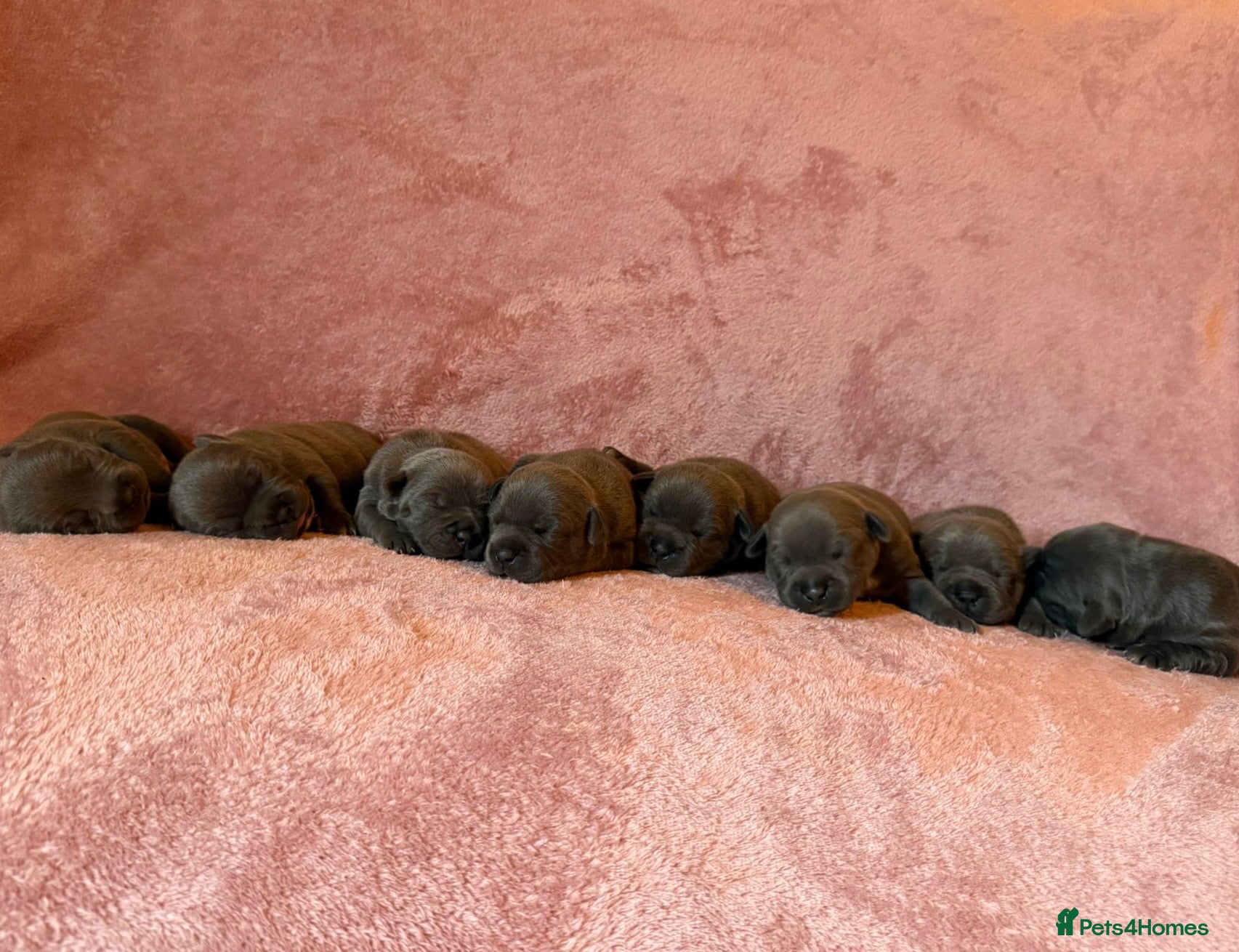 Staffordshire Bull Terrier dogs SUPERIOR BLUE STAFFORDSHIRE BULL TERRIER PUPS  - Advert 10