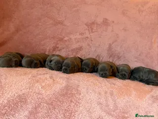 Staffordshire Bull Terrier dogs SUPERIOR BLUE STAFFORDSHIRE BULL TERRIER PUPS - Advert 10