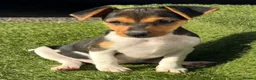 Jack Russell dogs for sale: Traditional short-legged Jack Russell puppy’s. - Advert 21