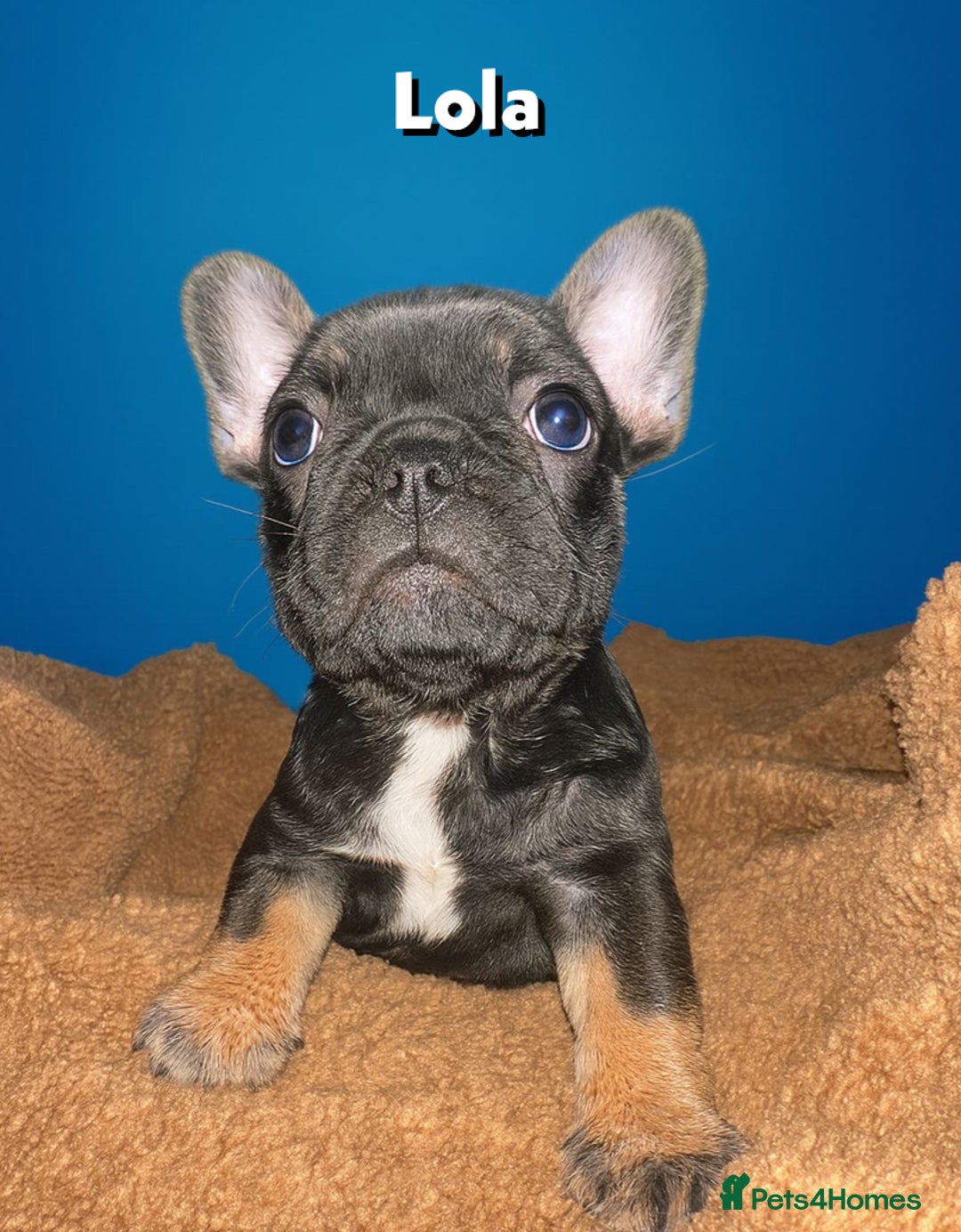 French Bulldog dogs for sale: 4 Of The Cutest Frenchie Puppies 💕 - Advert 2