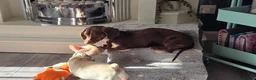Dachshund dogs for sale: 1 yr old Dachshund - Advert 9