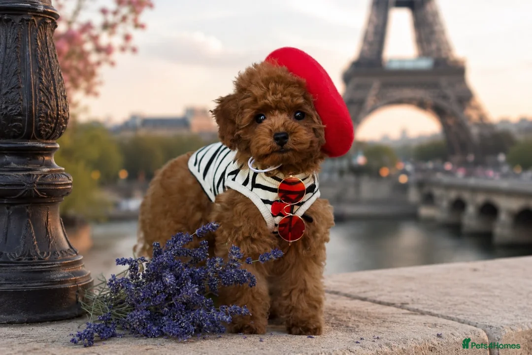 Toy Poodle dogs for sale: 🧝🏼‍♀️🦋✨ Stunning Red Asian Poodle girl, UK  - Advert 1