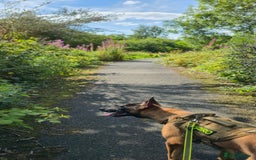 Belgian Shepherd Dog dogs for sale: Kairo - Belgian Malinois - Image 5