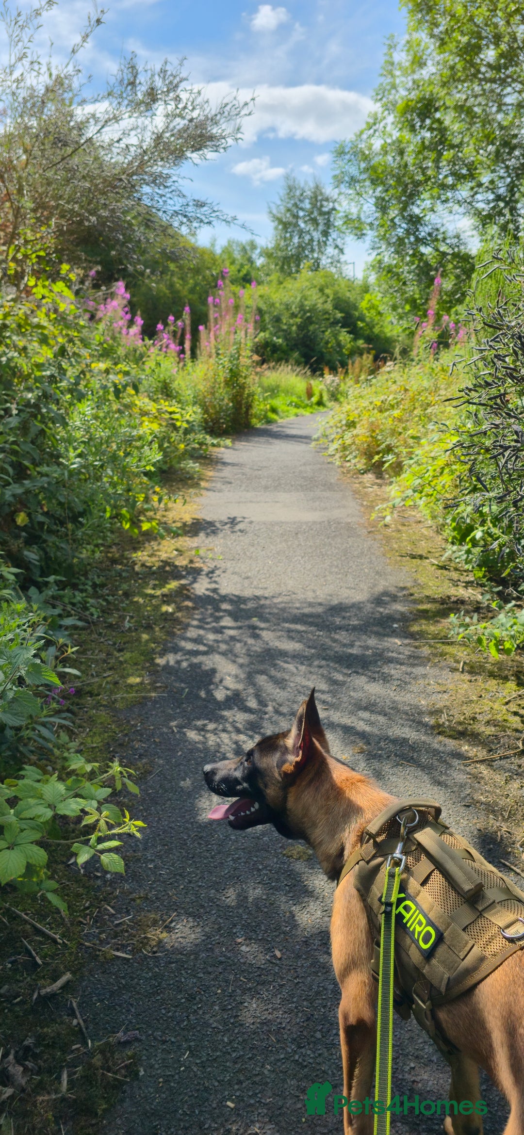 Belgian Shepherd Dog dogs for sale: Kairo - Belgian Malinois - Image 5