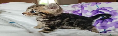 Kit
