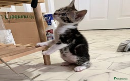Bengal cats for sale: Bengal X Kittens - Image 28