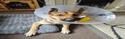 German Shepherd dogs for sale: URGENT REHOMING NEEDED - Advert 5