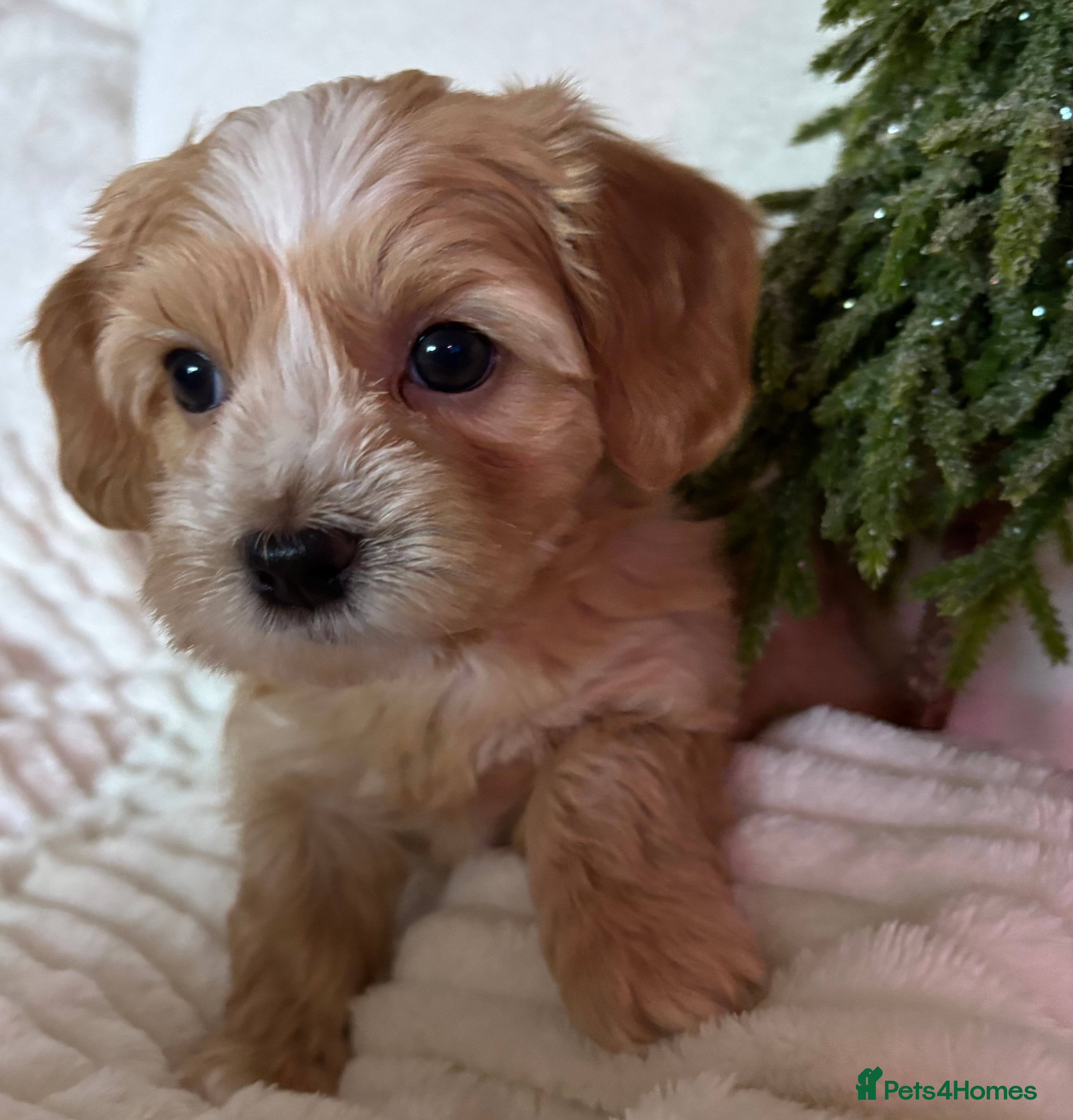 Havanese dogs 9 Beautiful Havanese Pedigree Puppies  - Advert 1