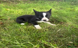 Border Collie dogs for sale: Border collie puppies for sale - Image 4