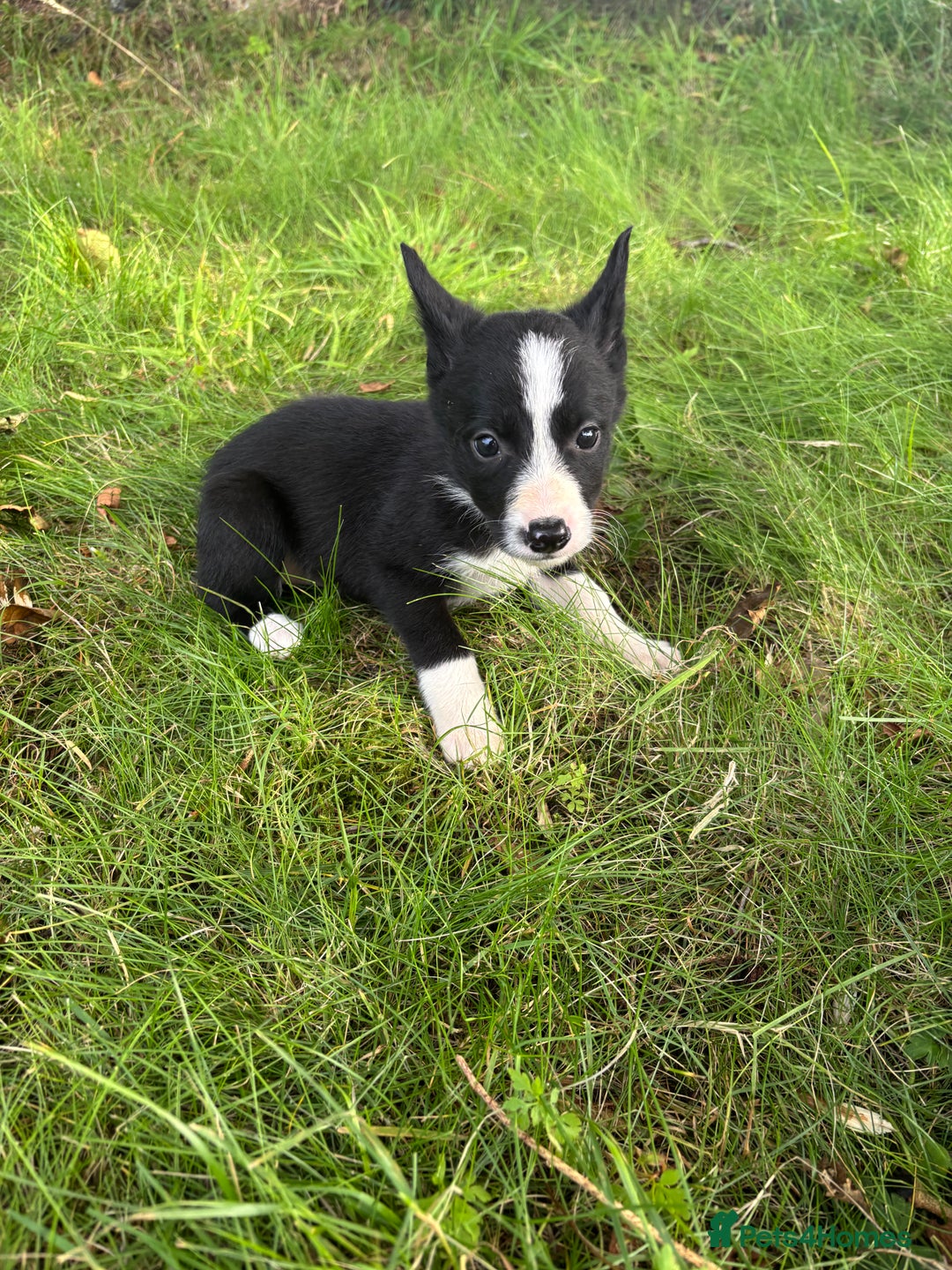 Border Collie dogs for sale: Border collie puppies for sale - Image 4