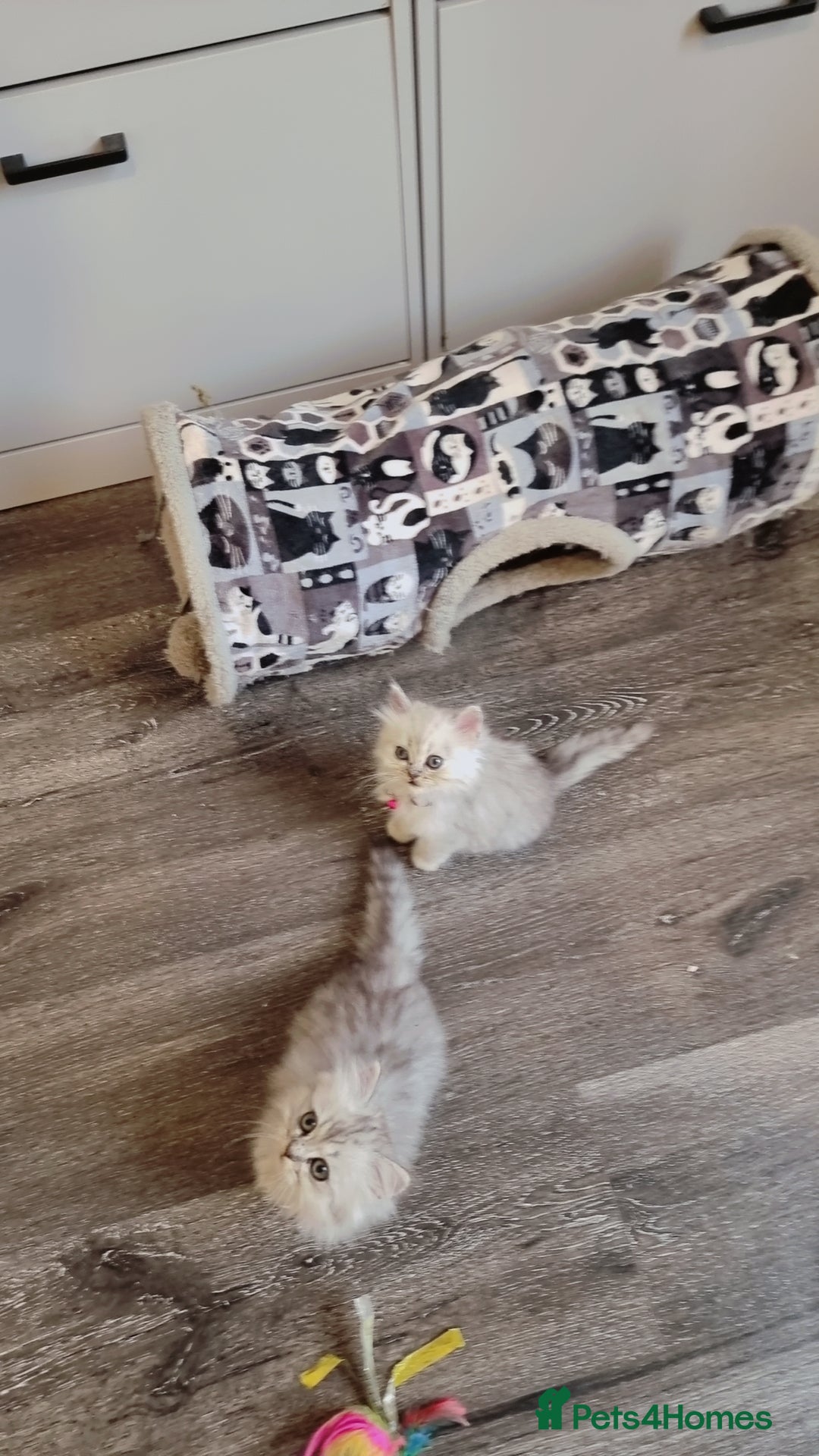 Persian cats for sale: Persian chinchilla  - Image 10