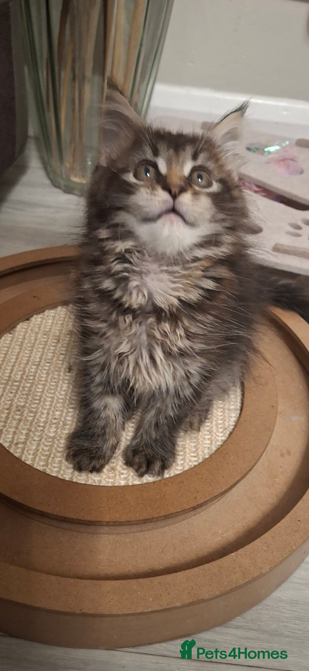 Maine Coon cats for sale: Beautiful Maine Coon girl ready now! 💫🤍 - Image 4