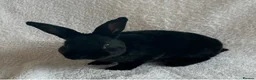 Rex rabbits for sale: Rex Standard Rabbits/Bunnies/Kits Available  - Advert 2