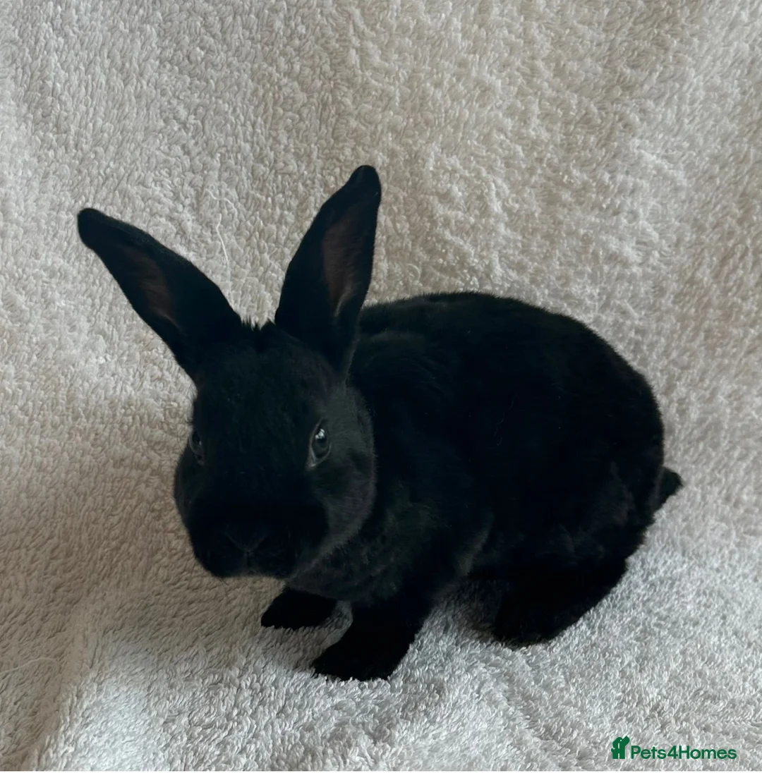 Rex rabbits for sale: Rex Standard Rabbits/Bunnies/Kits Available  - Advert 2