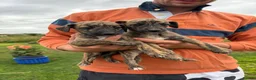 Whippet dogs for sale: Beautiful whippet puppies  - Advert 3