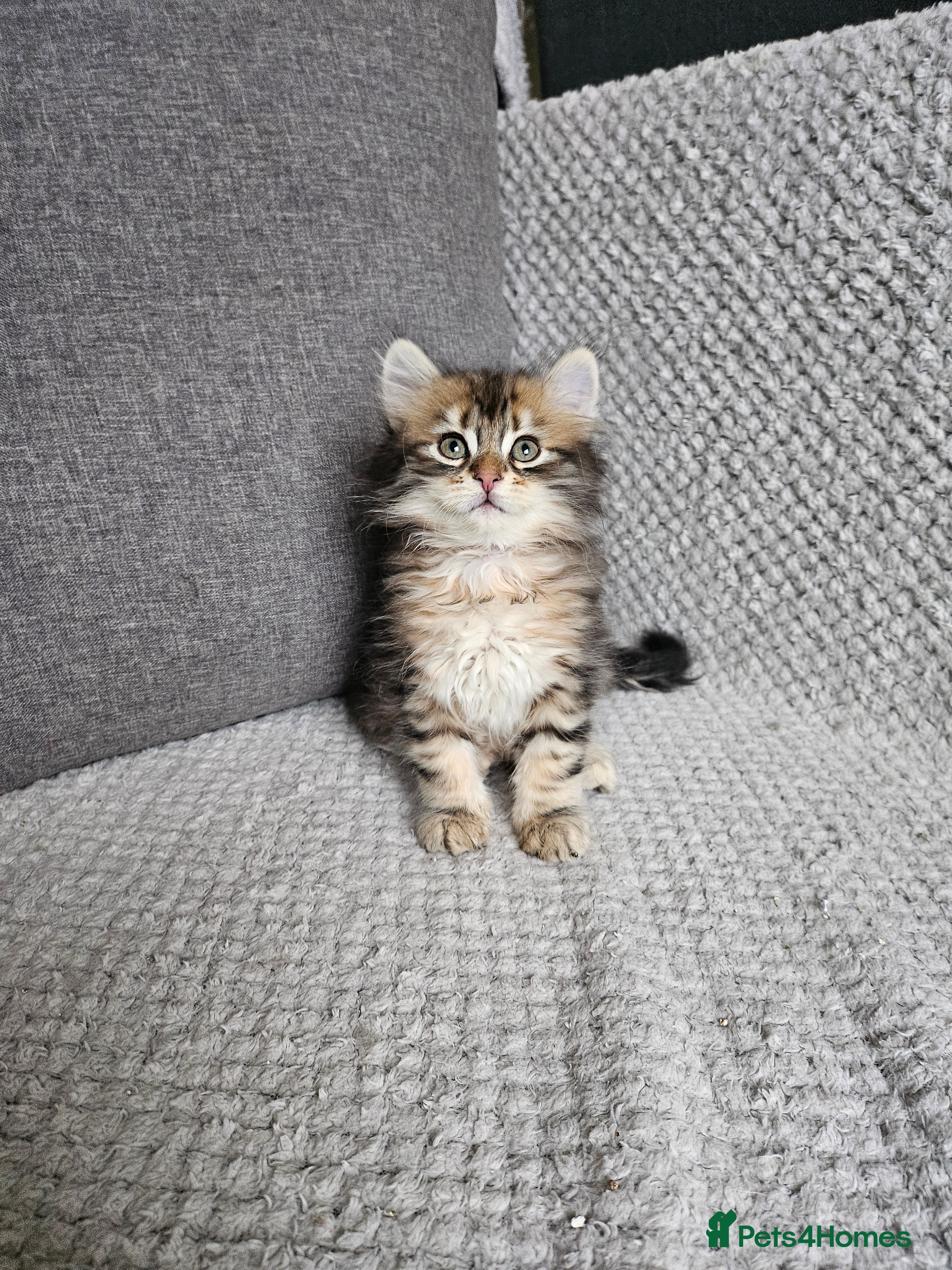 Siberian cats Pedigree Siberian Kittens from Loving Home - Advert 1