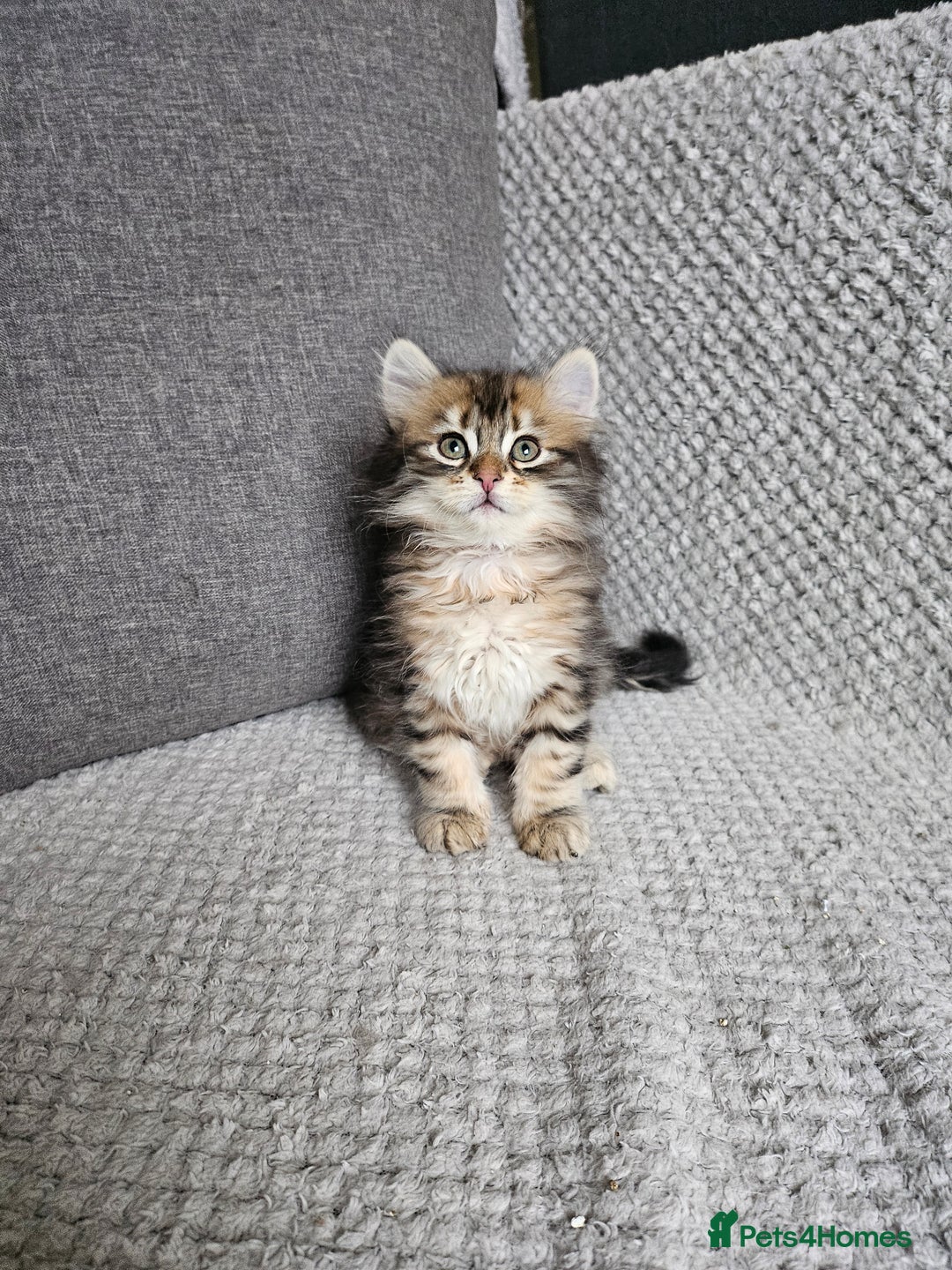 Siberian cats for sale: Pedigree Siberian Kittens from Loving Home - Advert 10