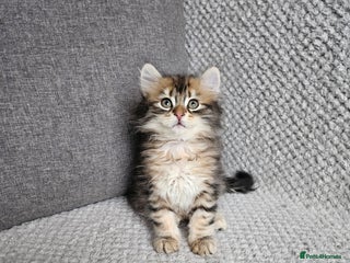 Siberian cats Pedigree Siberian Kittens from Loving Home - Advert 1