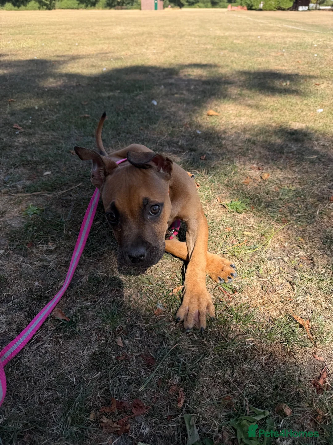 Mixed Breed dogs for sale: Introducing our beautiful Nala  in Leighton Buzzard - Advert 3