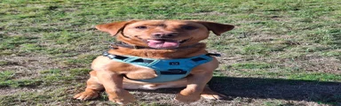 Labrador Retriever 1