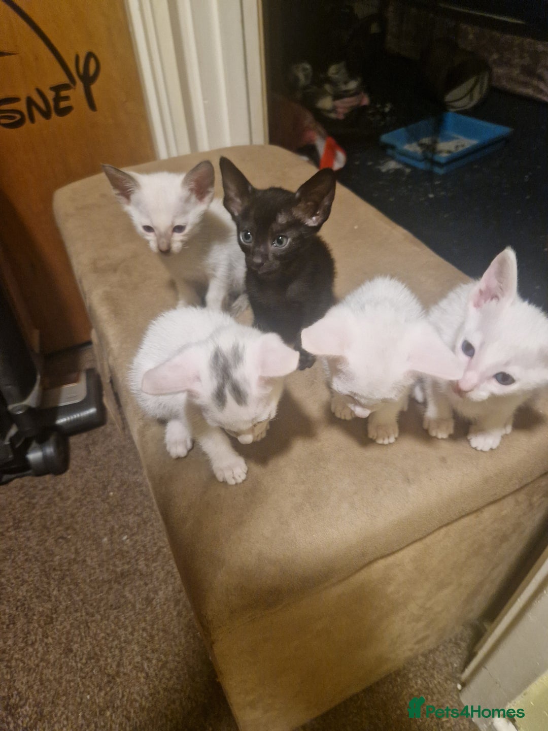 Mixed Breed cats for sale: Kittens  - Image 3