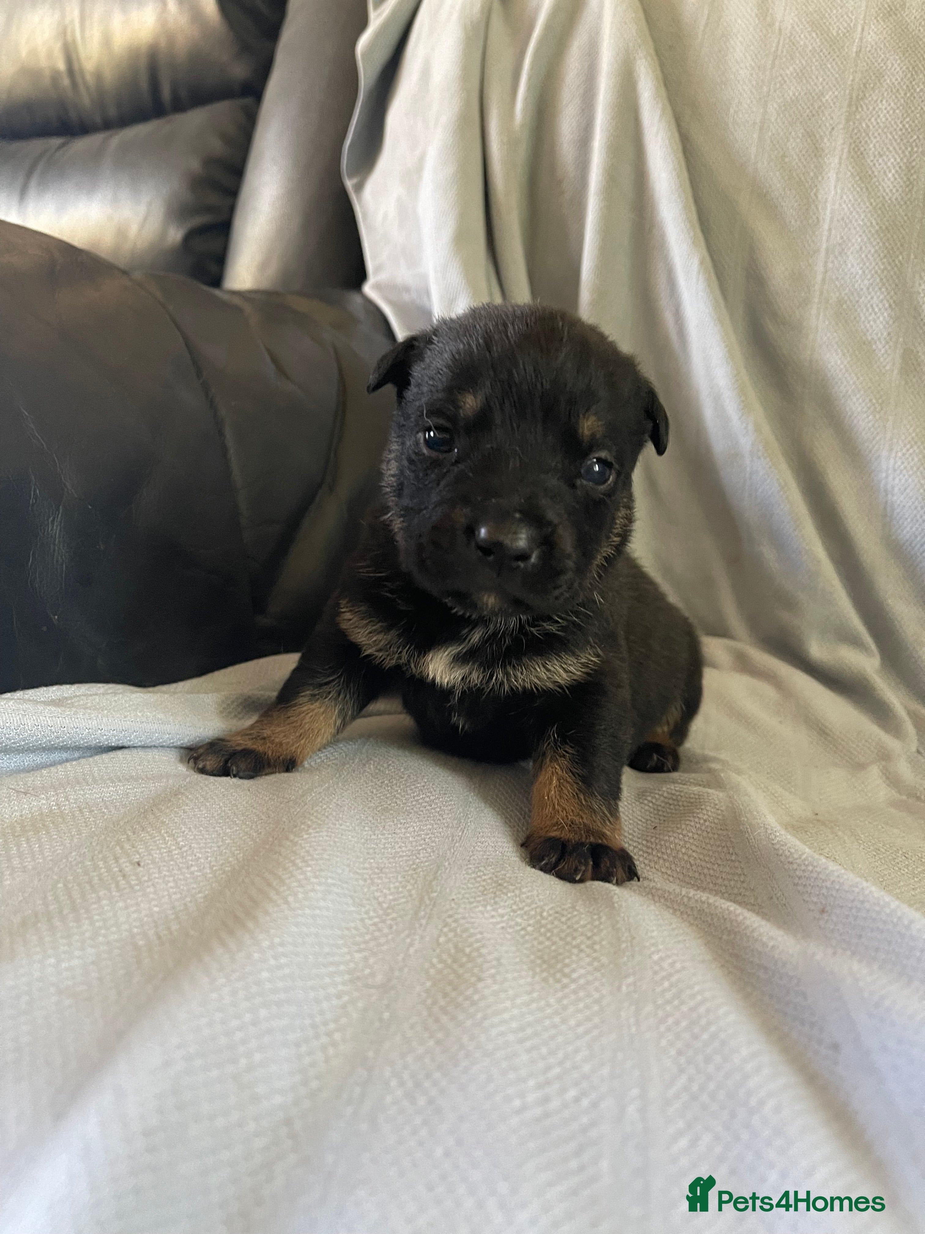 Mixed Breed dogs German shepherd x Staff litter - super friendly - Advert 2