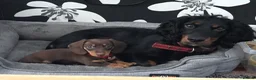 Miniature Dachshund dogs for sale: Miniature dachshund boy - Advert 21