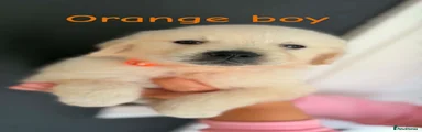 Orange boy 