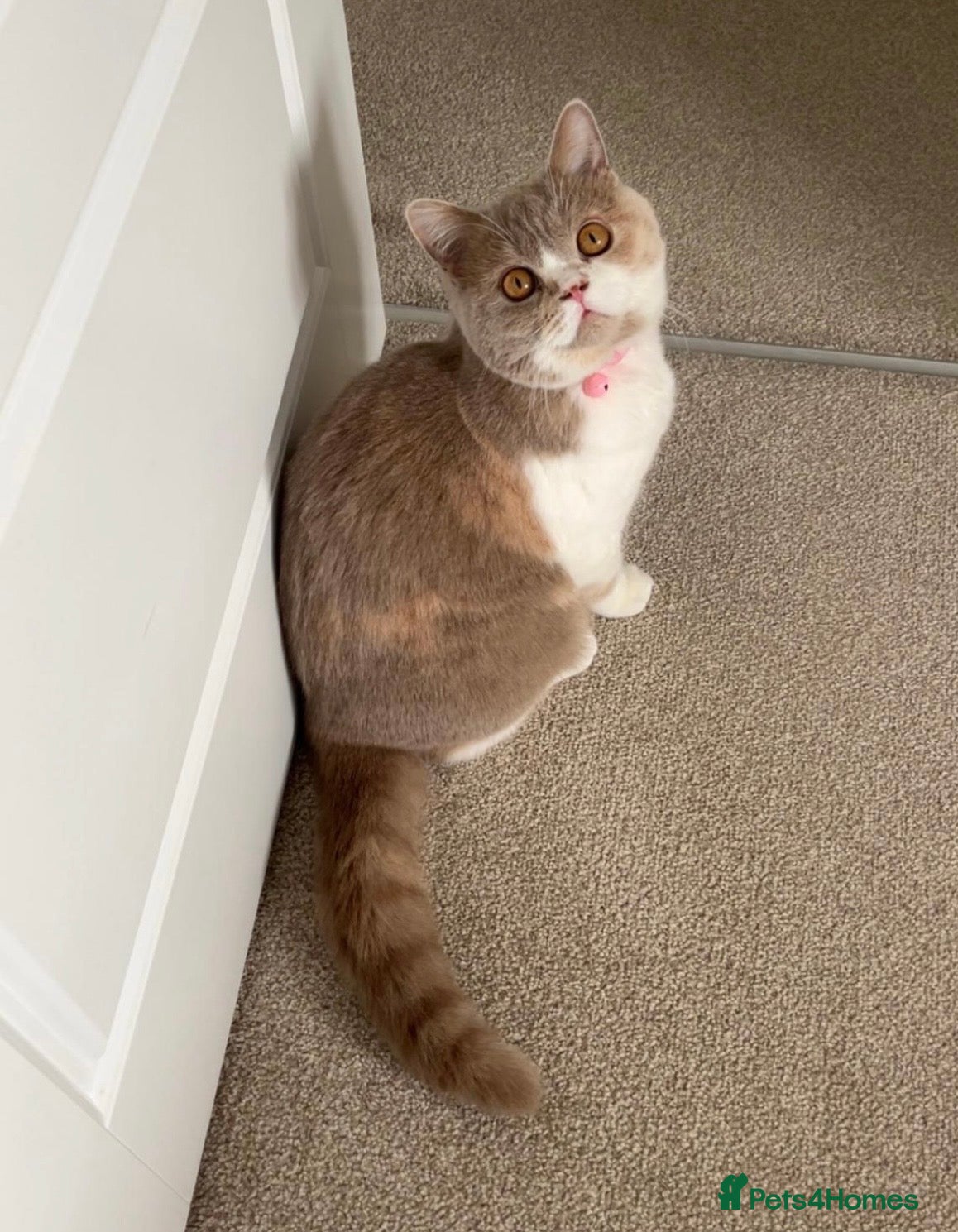 British Shorthair cats Sweet, playful Nala - Advert 11
