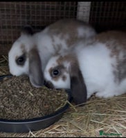 Mini Lop rabbits Lop Bunnies for sale - Advert 2