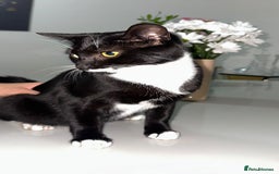Bombay cats for sale: Mother and daughter kitties for adoption - Image 6