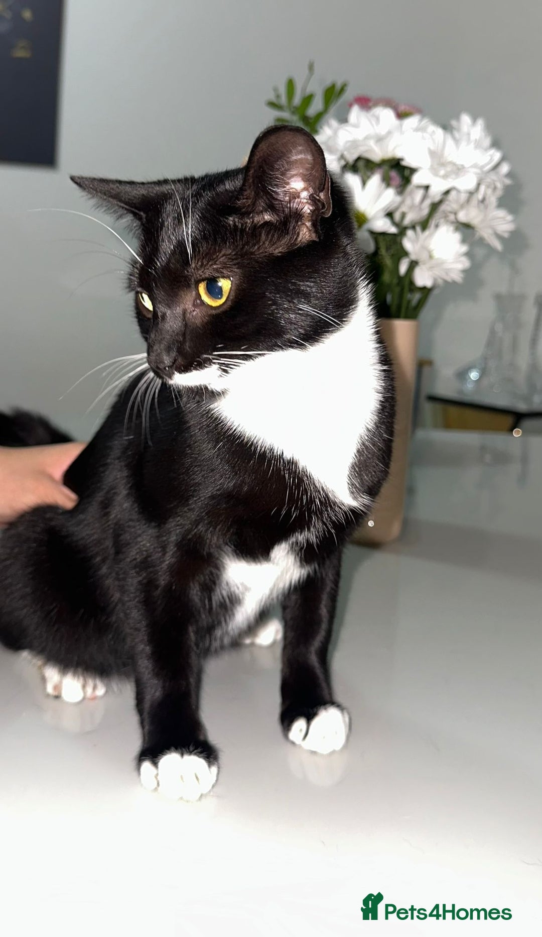 Bombay cats for sale: Mother and daughter kitties for adoption - Image 6
