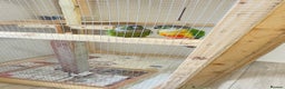 Conures birds for sale: Pair Conure - Advert 4