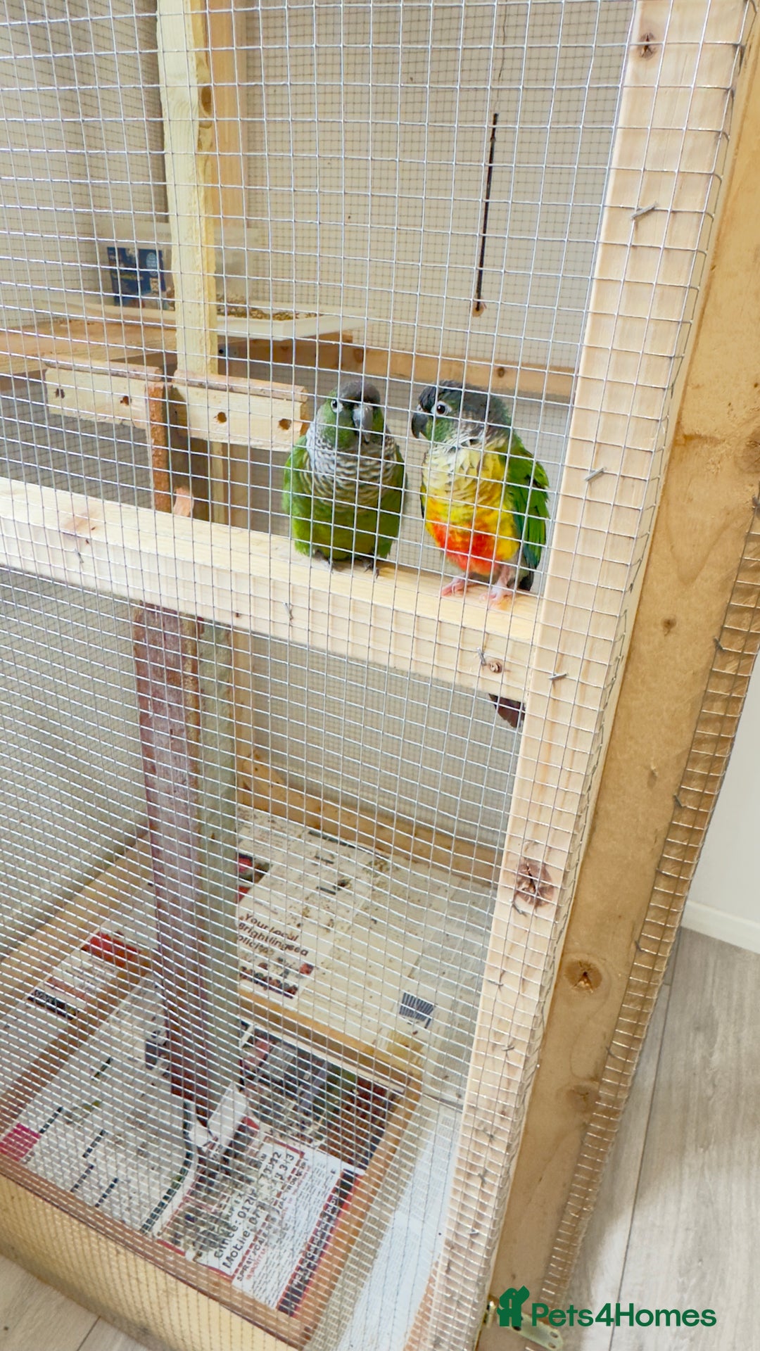 Conures birds for sale: Pair Conure - Advert 4