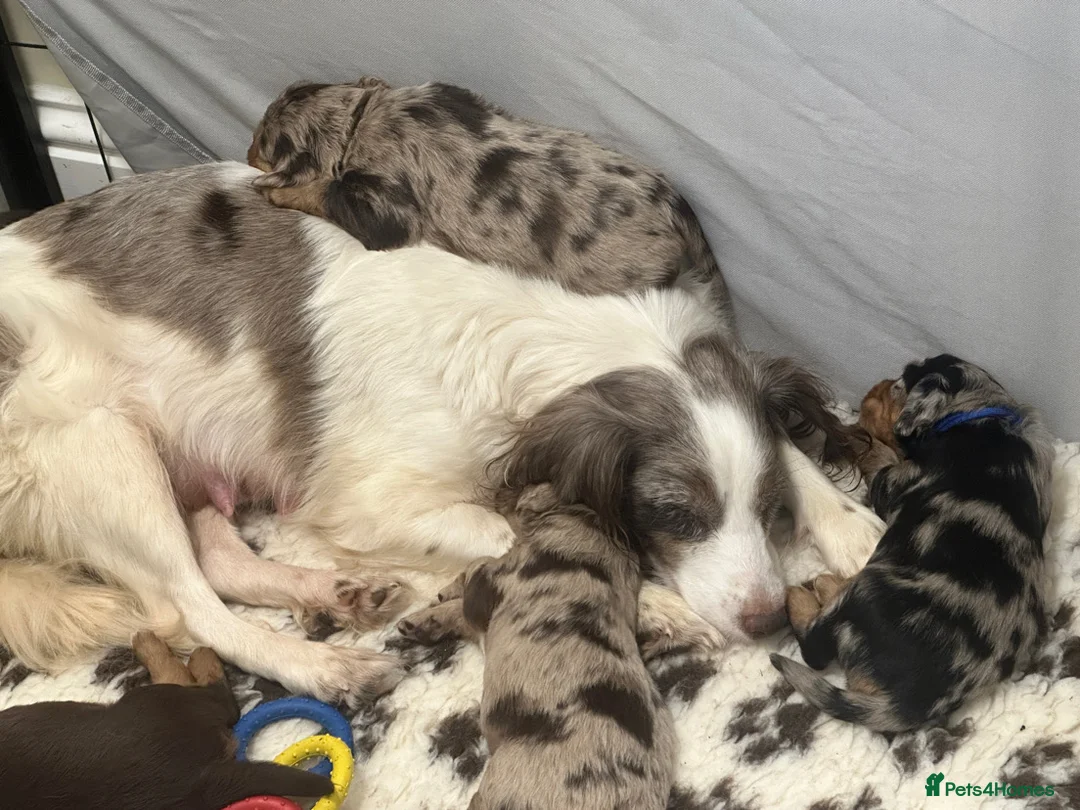 Mixed Breed dogs for sale: ONLY 1 LEFT Beautiful Cocker X Puppies  - Advert 2