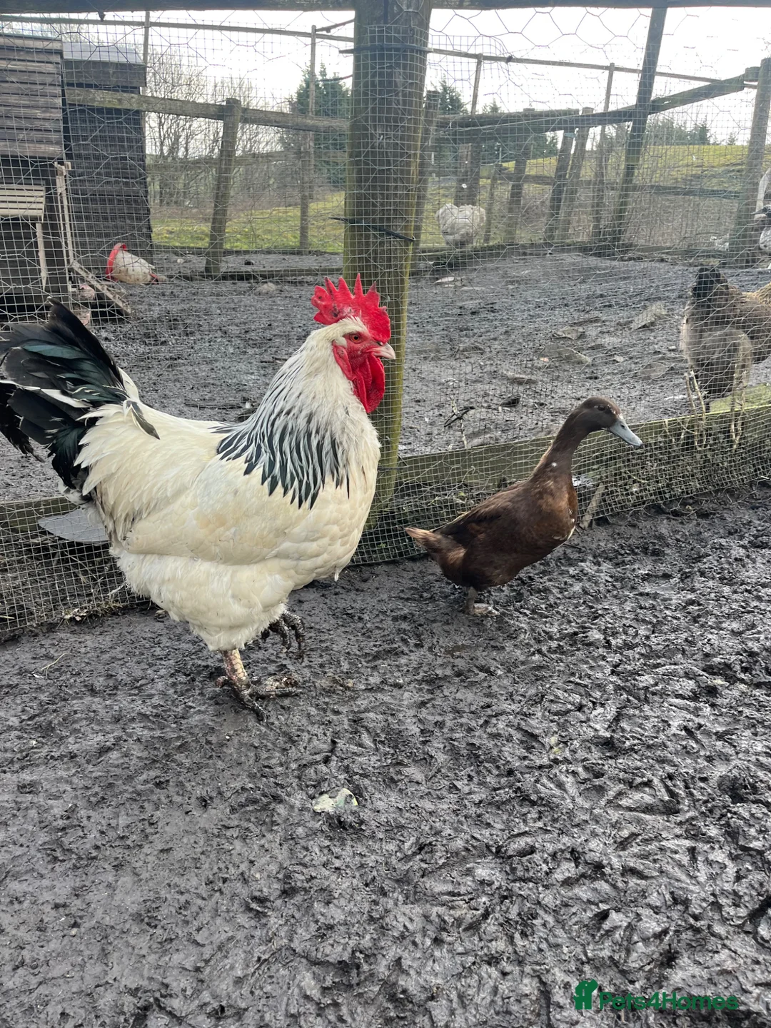 Chickens poultry for sale: Standard 2 year old light Sussex cockerel  - Advert 2