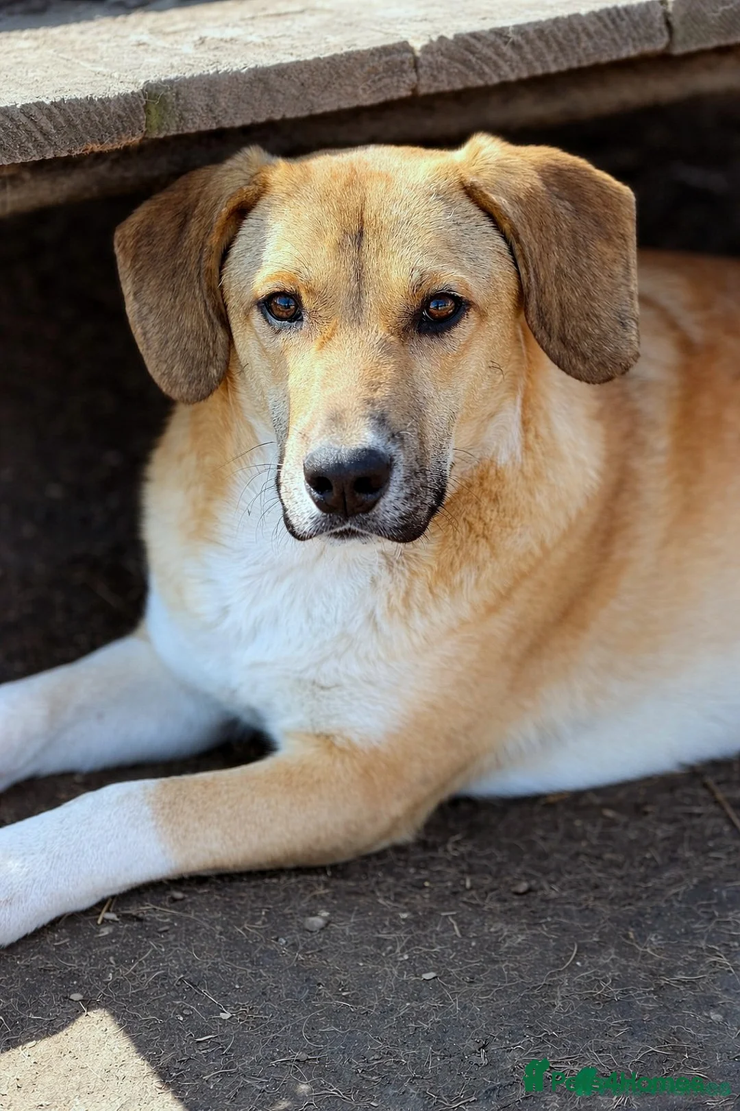 Mixed Breed dogs for adoption: JERRY – a Golden-Hearted Boy with a Playful Spirit - Advert 1