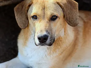 Mixed Breed dogs JERRY – a Golden-Hearted Boy with a Playful Spirit - Advert 4